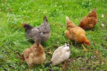 Free range chickens and indian runner duck foraging on grass