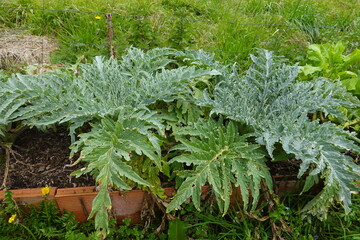 Cardoon plants growing in a raised garden bed