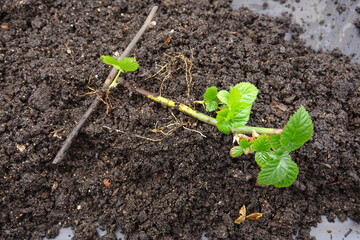 Gardener placing blackberry root cutting on soil for propagation