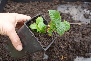 Gardener holding potted blackberry plant for spring planting