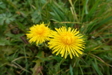 Two vibrant yellow dandelions blooming in green grass