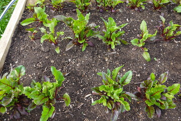 Young beet plants growing in vegetable garden bed