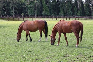 Horses in Ireland