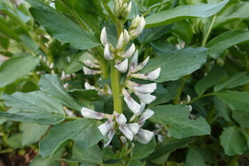 Broad bean plant growing in vegetable garden with white flowers