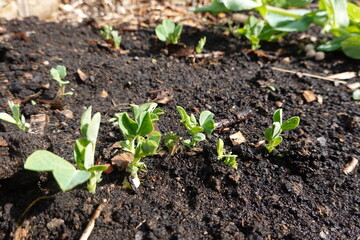 Young pea plants growing in fertile soil in spring garden