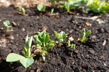 Young pea plants growing in fertile soil in garden