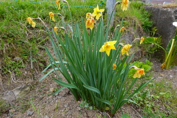 Fototapeta premium Yellow narcissus flowers blooming in spring garden