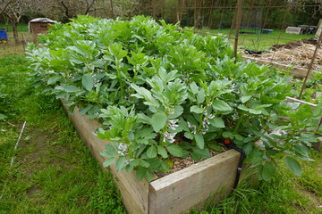 Broad bean plants growing in raised garden bed with drip irrigation system