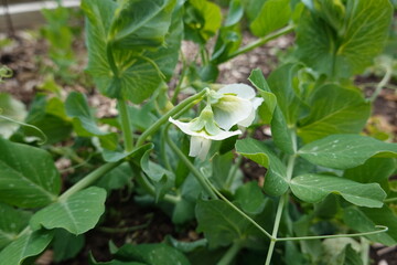 Snow pea plant blooming in garden bed