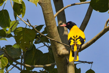 Black-hooded Oriole (Oriolus xanthornus) perched on a tree against a blue sky at the Jim Corbett...