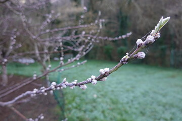 Frozen buds emerging on branch in winter landscape