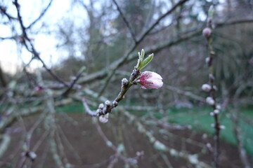 Frozen almond blossom emerging in winter orchard