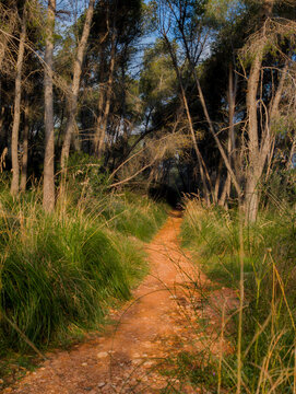 Sendero en un bosque de pinos