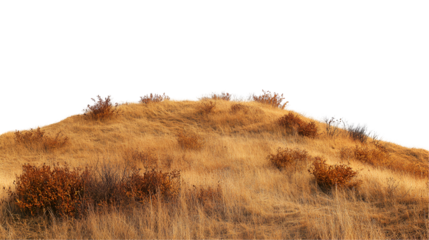 dry grass on a white background