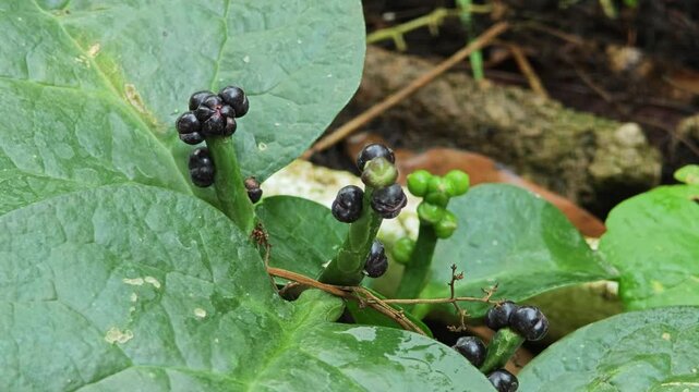 Lembayung malabar, a common name for Basella alba.