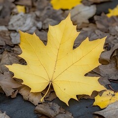 A vibrant yellow leaf rests among many brown fallen leaves