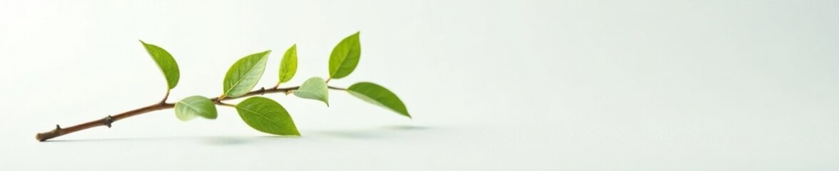 Obraz premium Small branch with delicate leaves on white surface, tiny, leafy