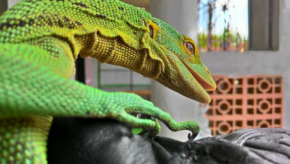 Beautifull Varanus Prasinus, Green Tree Monitor  aka Emeral Tree Monitor Showing Teeth With a Creepy Hissing