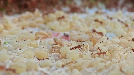 A pile of an ant eggs with larva and weaver ants.
