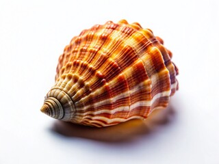 Fototapeta premium Aerial Drone Shot: Single Seashell Isolated on White Background - PNG