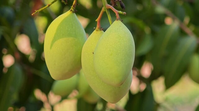 Green mango with stem and leaves.
