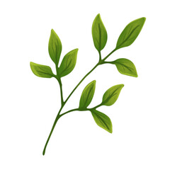 Vibrant Green Leaves Botanical Illustration Nature's Delicate Beauty
