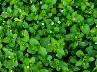Green leaves with small flowers