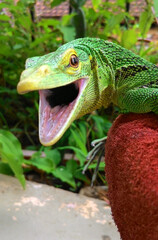 Beautifull Varanus Prasinus, Green Tree Monitor  aka Emeral Tree Monitor Showing Teeth With a Creepy Hissing