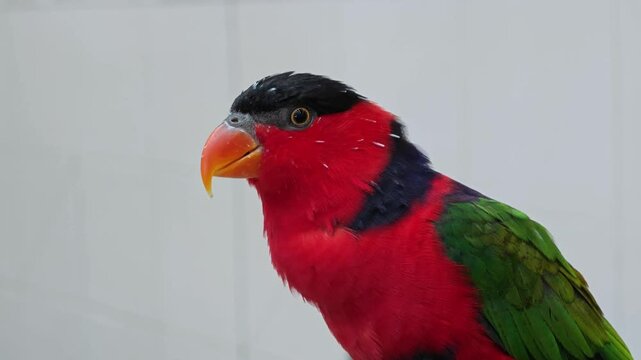 Lory or Black-capped Lory head (Lorius lory).