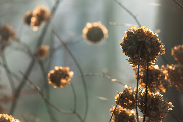 Mglisty poranek w Pszczynie, marzec 2025. © Elżbieta Kaps