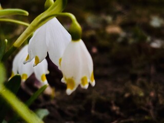white crocus flower