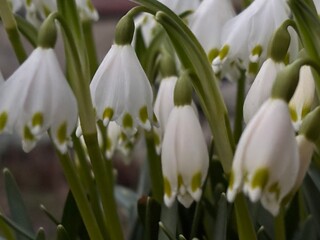 Fototapeta premium white spring flowers