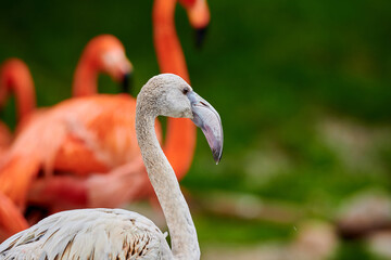 Pink flamingo chick in an artificial habitat.
Flamingos are a type of wading bird in the family Phoenicopteridae, the only bird family in the order Phoenicopteriformes.
