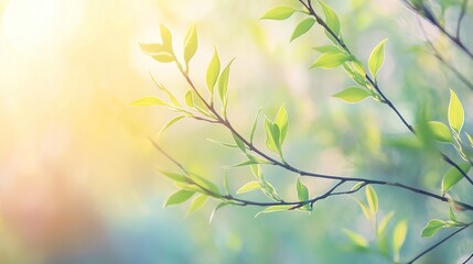 Obraz premium Delicate Willow Branches in Soft Green, Bathed in Warm Sunlight, Symbolizing Renewal and Serenity of Spring
