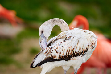 Pink flamingo chick in an artificial habitat.
Flamingos are a type of wading bird in the family Phoenicopteridae, the only bird family in the order Phoenicopteriformes.
