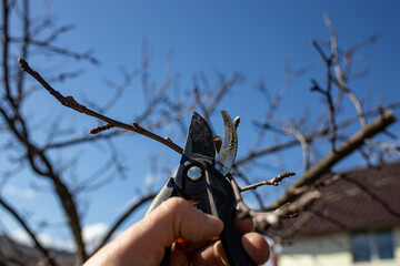 Male hand holding garden scissors pruning a apple tree against blue spring clear sky