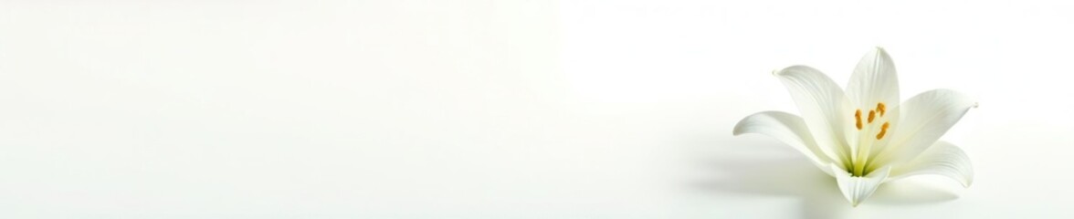 Fototapeta premium White lily isolated on white background with light reflections, clean, lily, white