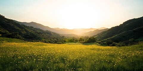 A scenic view of a yellow wildflower field with mountains in the background at sunset
