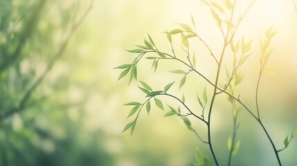 Obraz premium Delicate Willow Branches in Soft Green, Bathed in Warm Sunlight, Symbolizing Renewal and Serenity of Spring