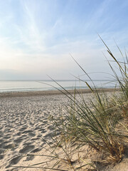 Marram grass on a sandy beach against the backdrop of the sea and blue sky.
