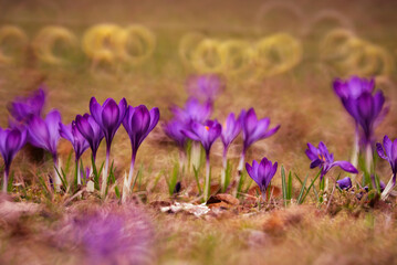 Wiosenne kwiaty krokusy, kwiatowe tło marzec 2025. © Elżbieta Kaps