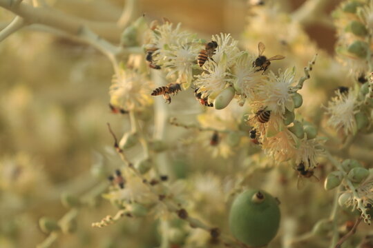 A group of bees are swarming around the nectar from the flowers of a large number of blooming palm trees in the warm morning light of the dry season.
