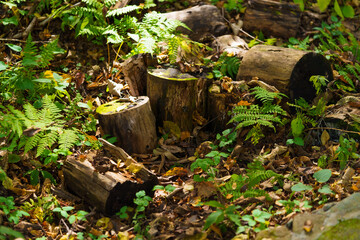 Moss and trees in the shadow of the forest