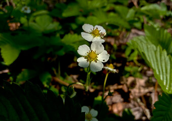 Wild strawberry. Bright red sweet berries. Strawberries in a basket. Berries in a bucket.
