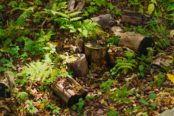 Moss and trees in the shadow of the forest
