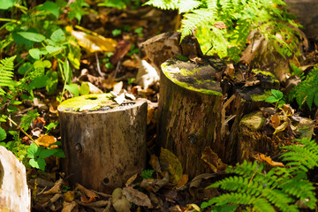Moss and trees in the shadow of the forest