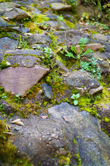 Moss and trees in the shadow of the forest