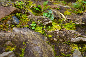 Moss and trees in the shadow of the forest