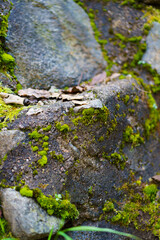Moss and trees in the shadow of the forest