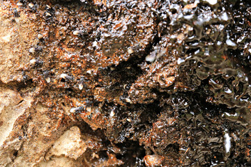 Close up stringless bees (Trigona laeviceps) or Chan Rong harvesting nectar and pollen build a nest in hollow tree